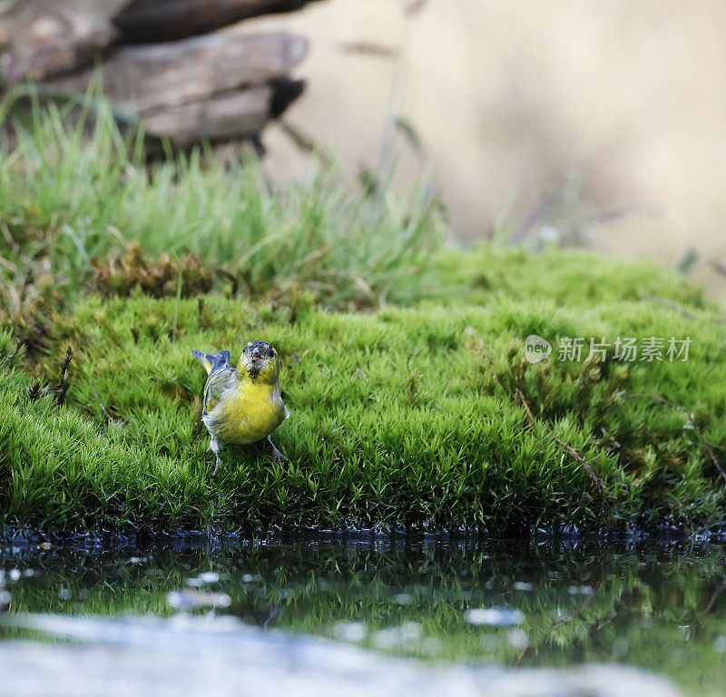 欧亚西柚(Carduelis spinus)雄性饮用